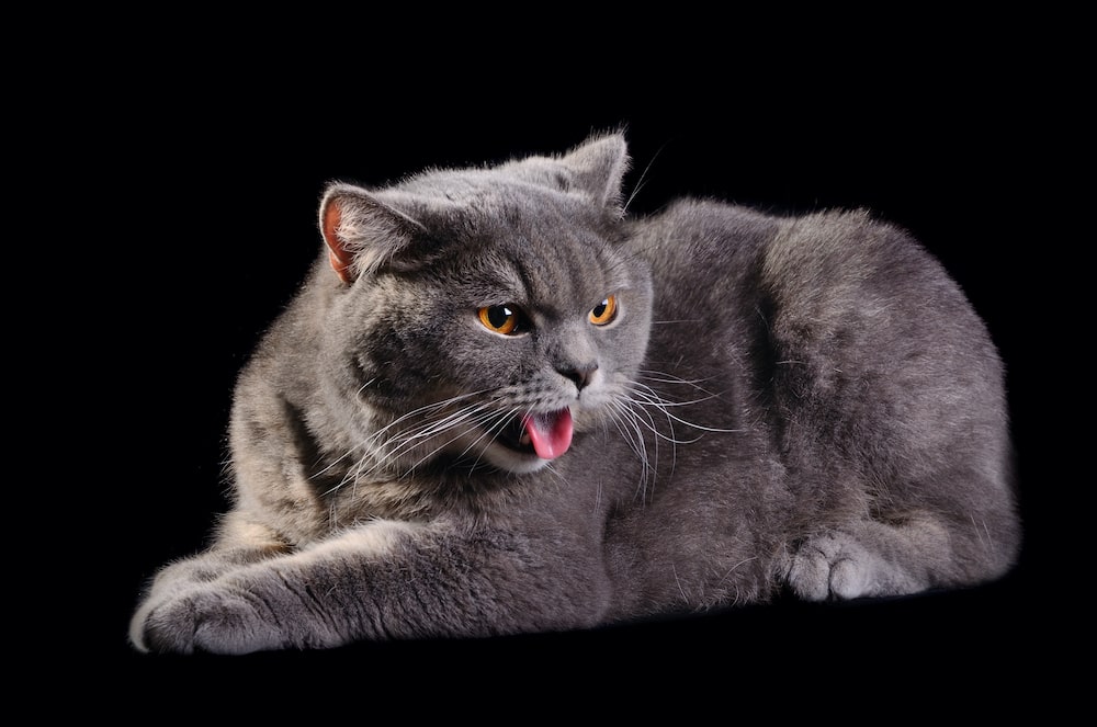 Кашель у кошек: виды, причины, лечение