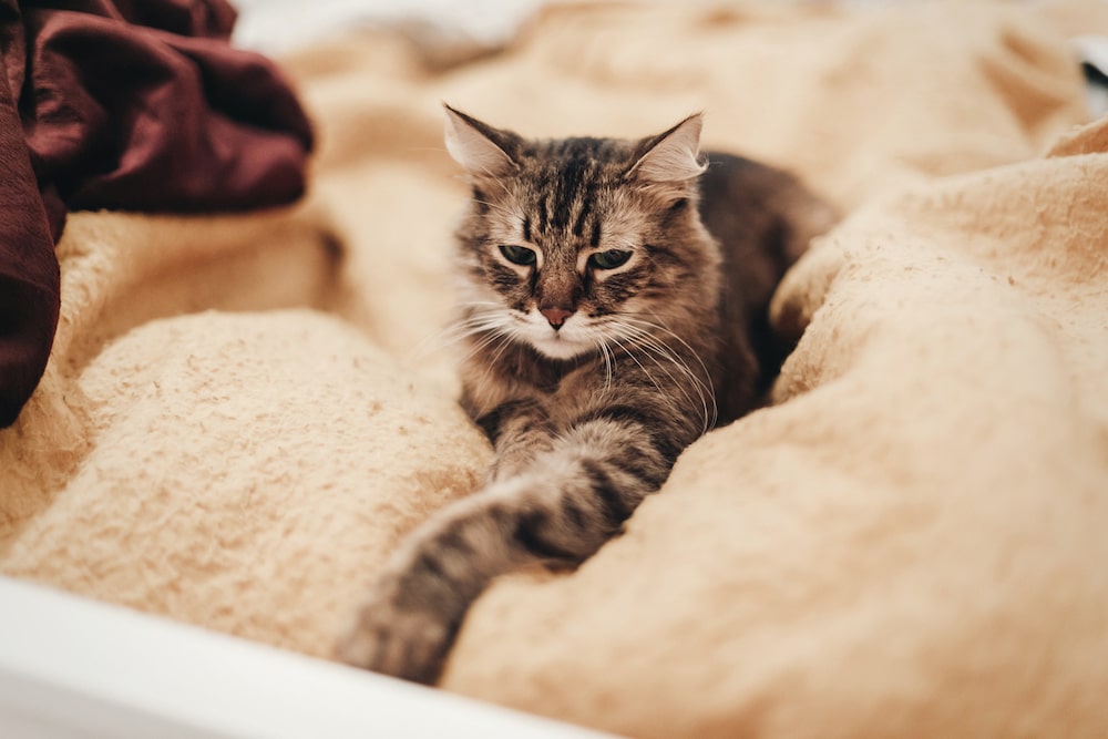 Кошка кашляет и хрипит – причины кашля, и что делать?
